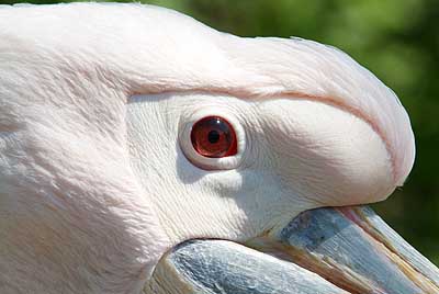 Aachener Zoo Aachener-Zoo-Pelikan-002